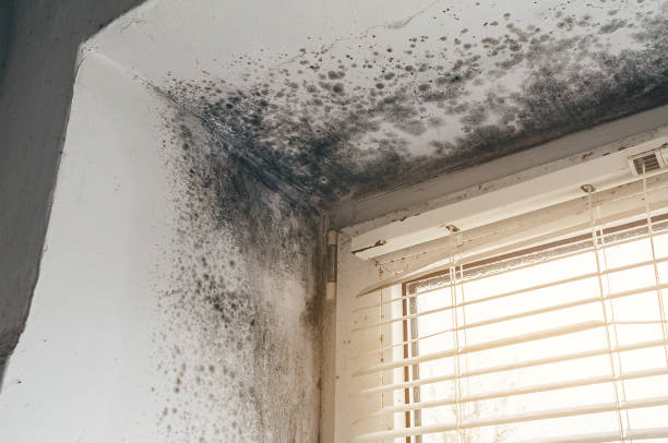 Affordable Attic Mold Remediation solutions in Fulton, KY